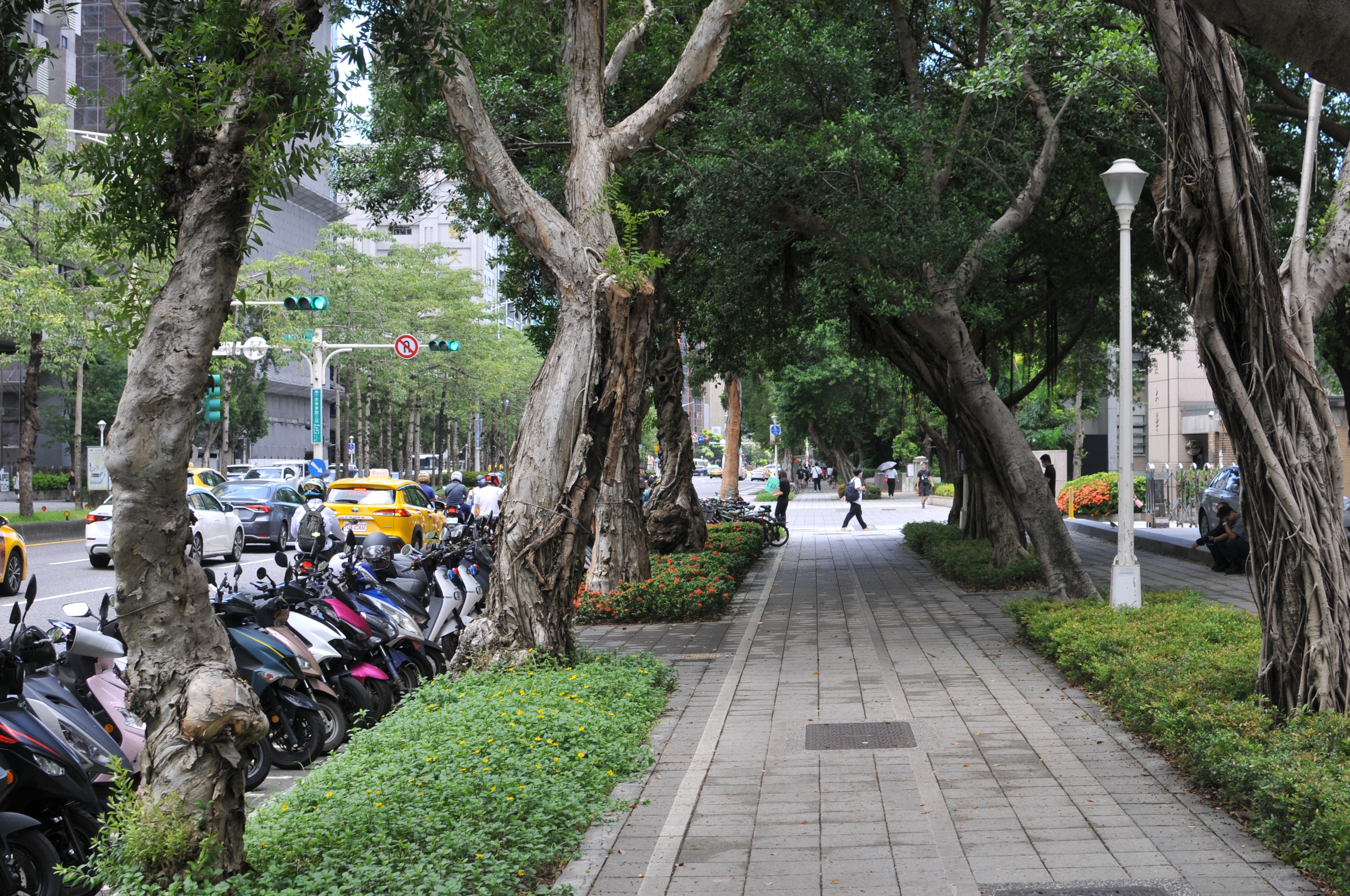 年底提都市林專法！ 環境部推樹木「電子身分證」 每縣市將設10條遮蔭路徑's story cover image