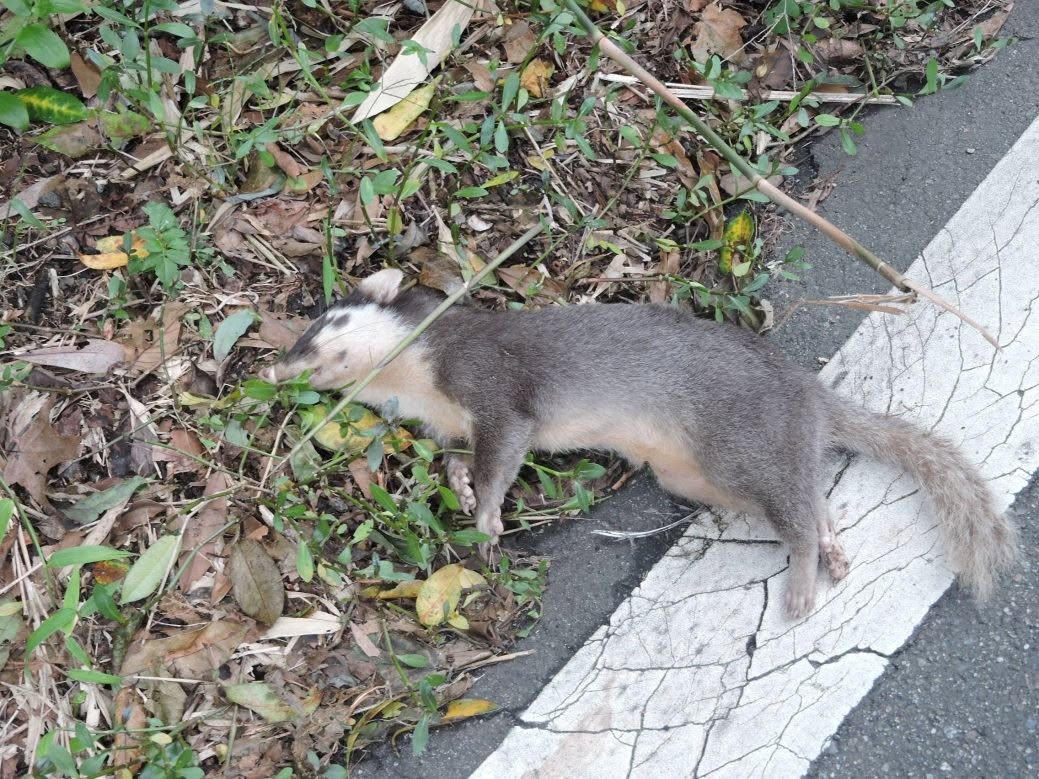 森林遊樂區禁寵再延兩年 近十年狂犬病陽性率數據怎麼說？'s story cover image
