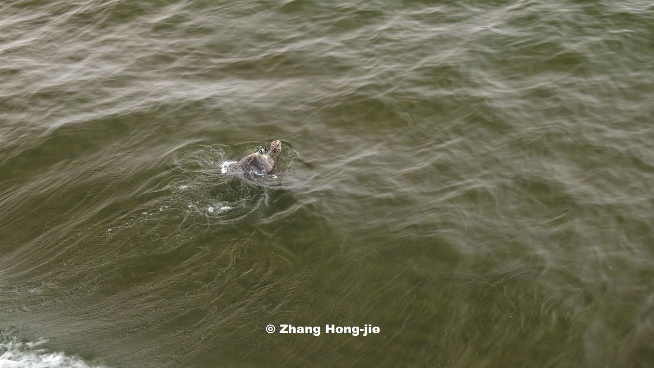 背甲斷裂、誤食魚鉤…綠蠵龜「司康」歷一年半治療 淡水沙崙野放