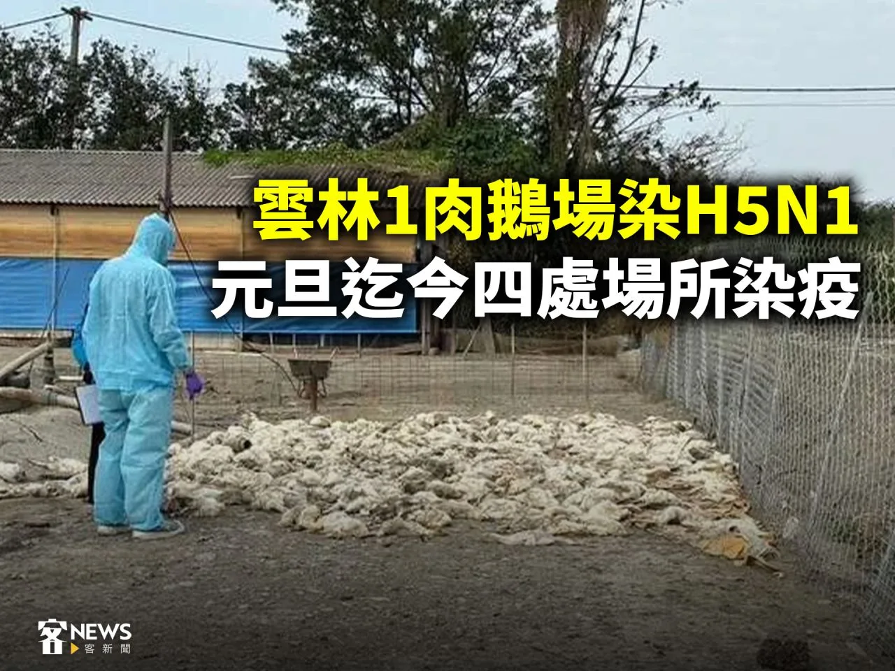 雲林1肉鵝場染H5N1　元旦迄今四處場所染疫