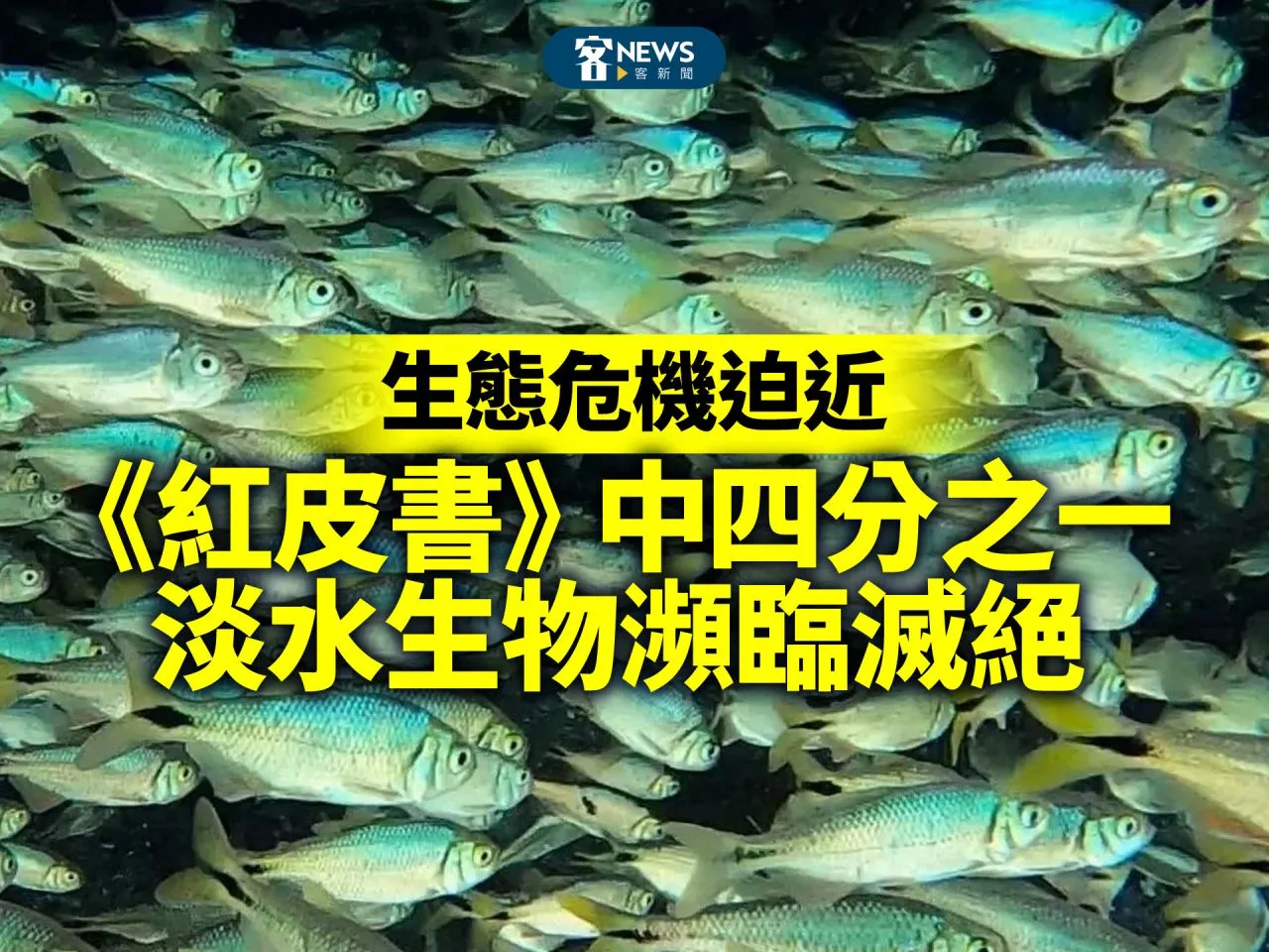 生態危機迫近　《紅皮書》中四分之一淡水生物瀕臨滅絕