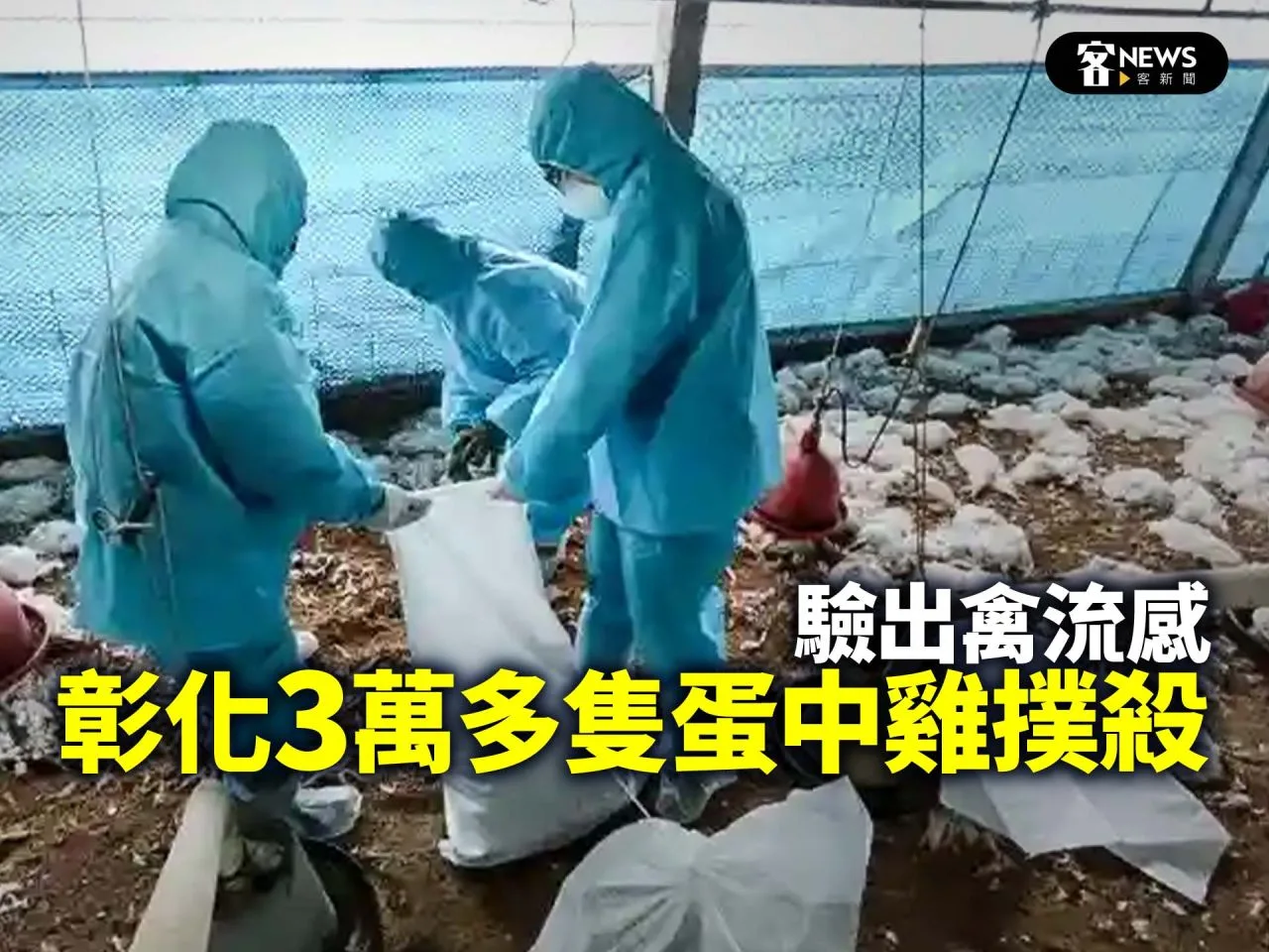 驗出禽流感　彰化3萬多隻蛋中雞撲殺