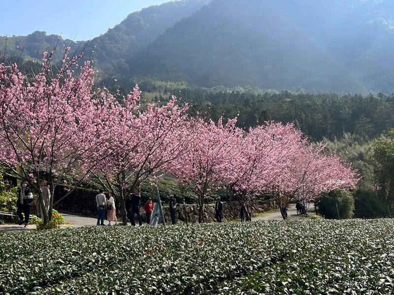 阿里山櫻花季估3月底盛開　交通管制3/8上路