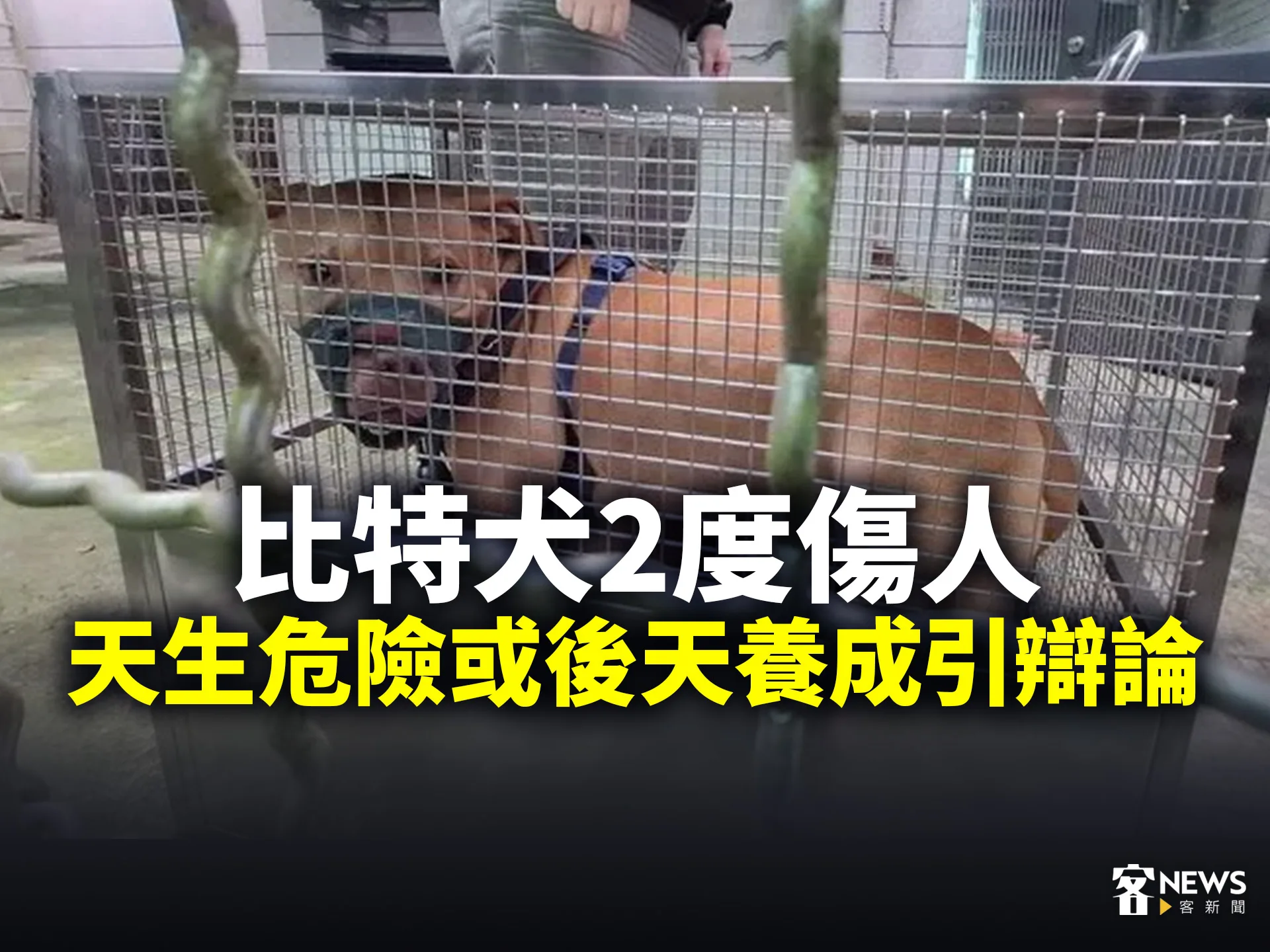 比特犬2度傷人　天生危險或後天養成引辯論