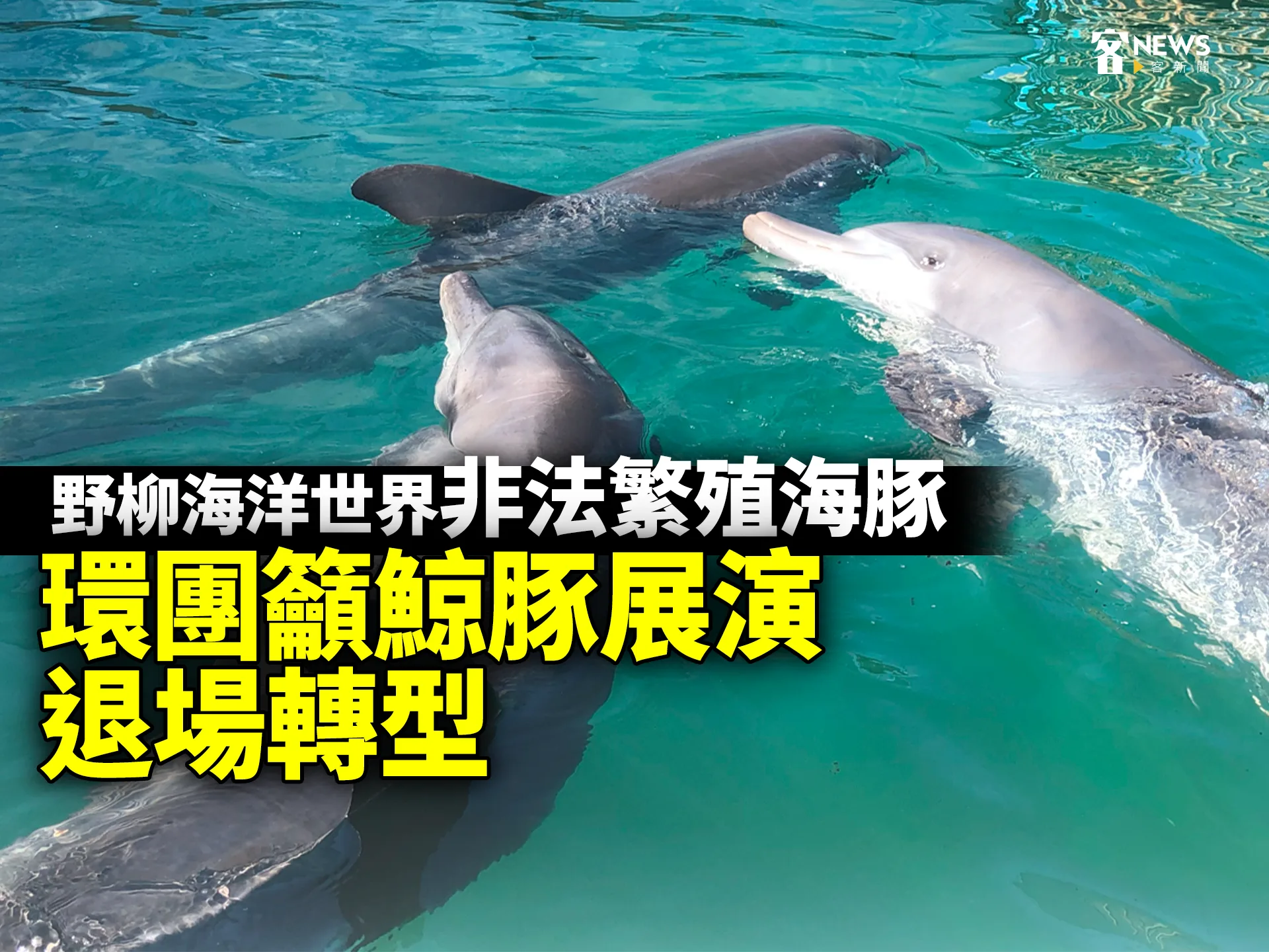 野柳海洋世界非法繁殖海豚　環團籲鯨豚展演退場轉型's story cover image