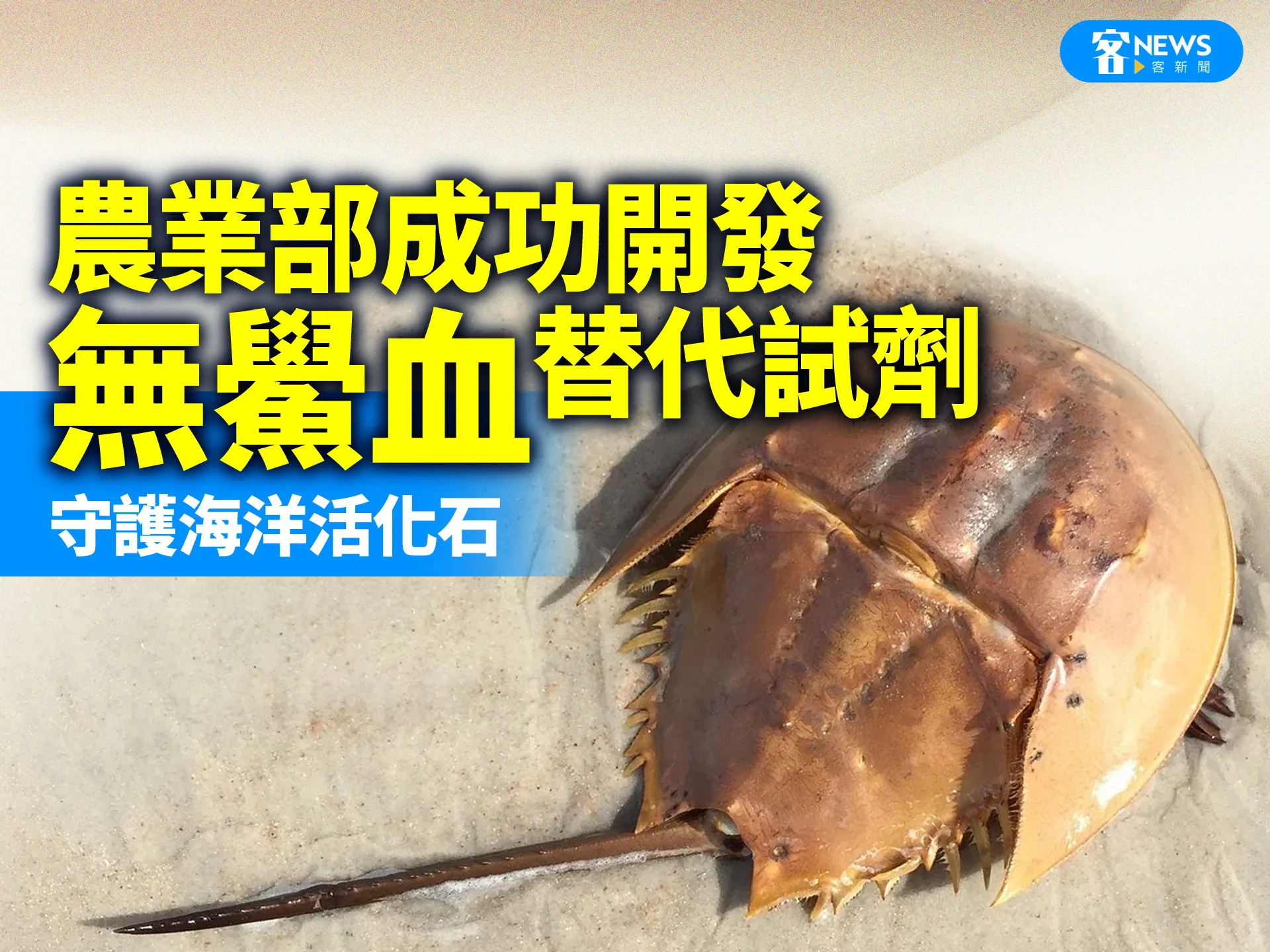 農業部成功開發「無鱟血」替代試劑　守護海洋活化石's story cover image