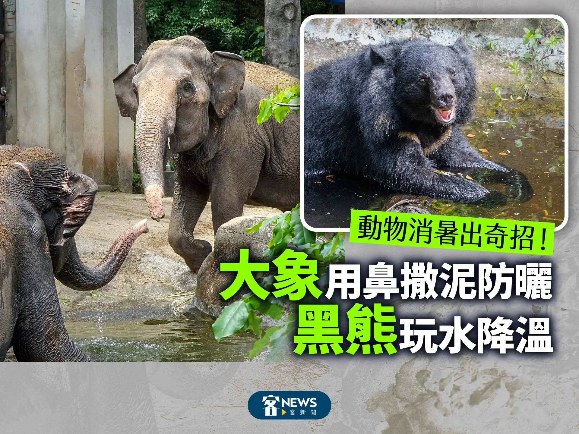 動物消暑出奇招！大象用鼻撒泥防曬　黑熊玩水降溫's story cover image