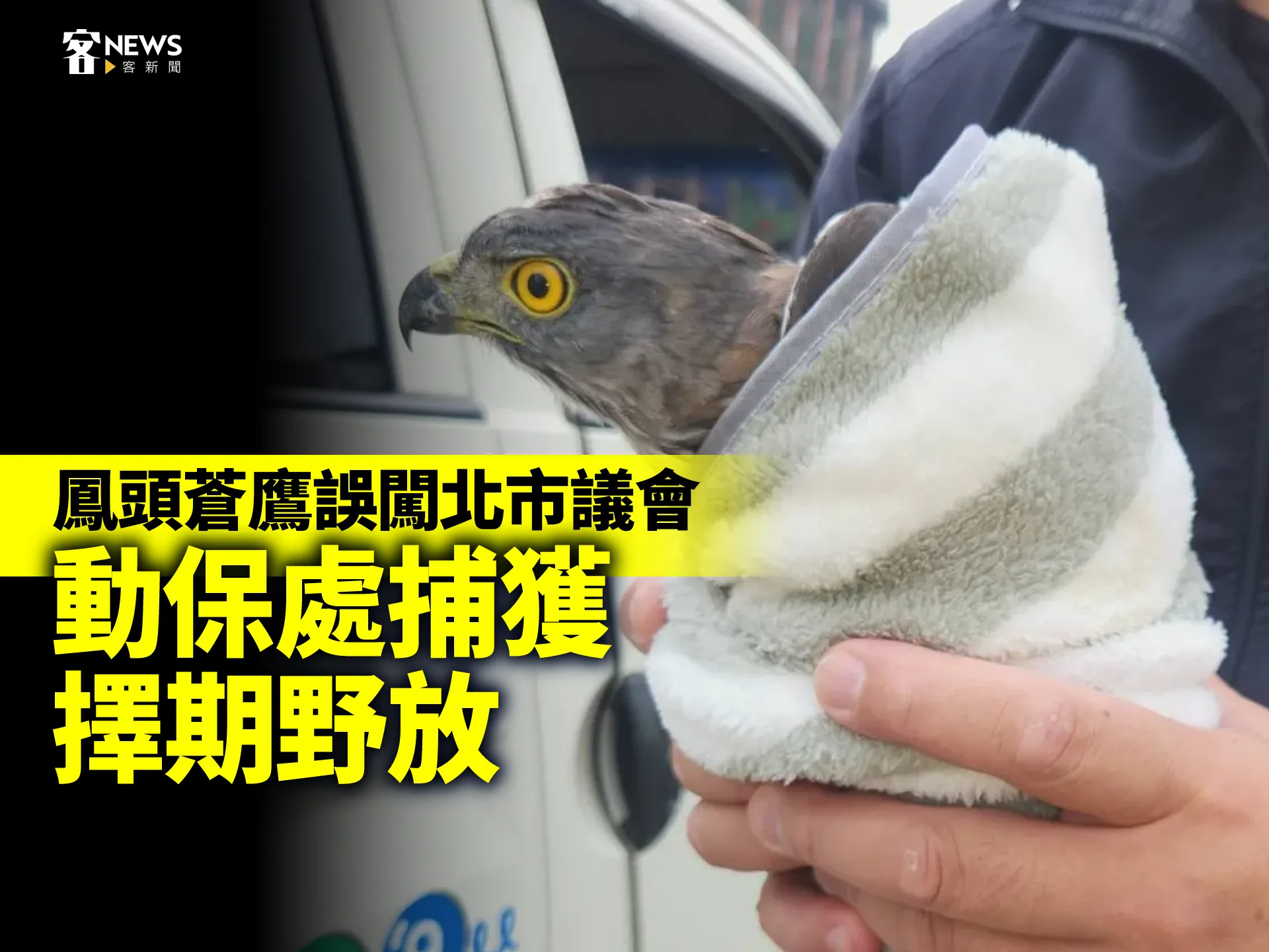 鳳頭蒼鷹誤闖北市議會　動保處捕獲擇期野放's story cover image