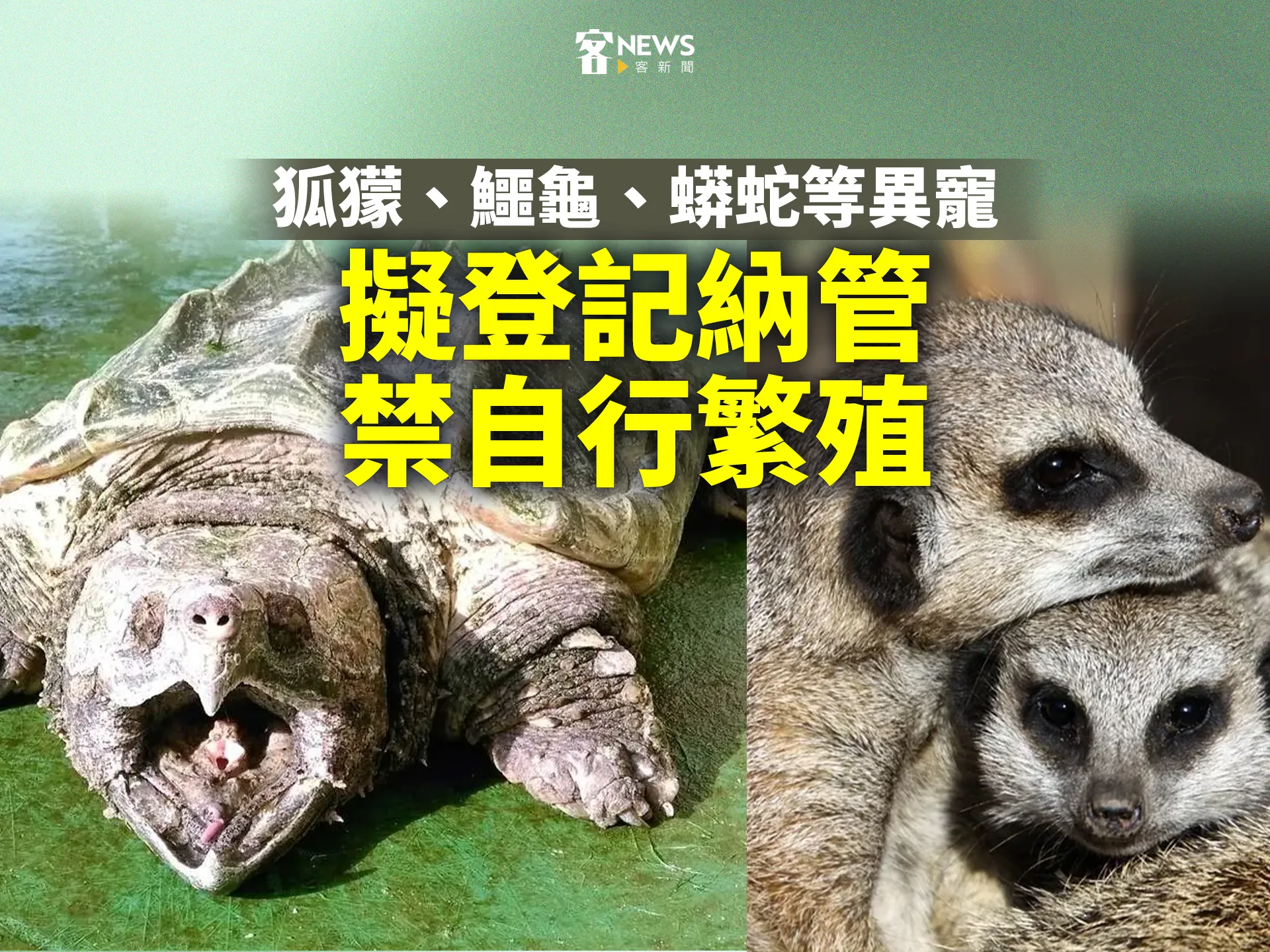 狐獴、鱷龜、蟒蛇等異寵　擬登記納管、禁自行繁殖's story cover image