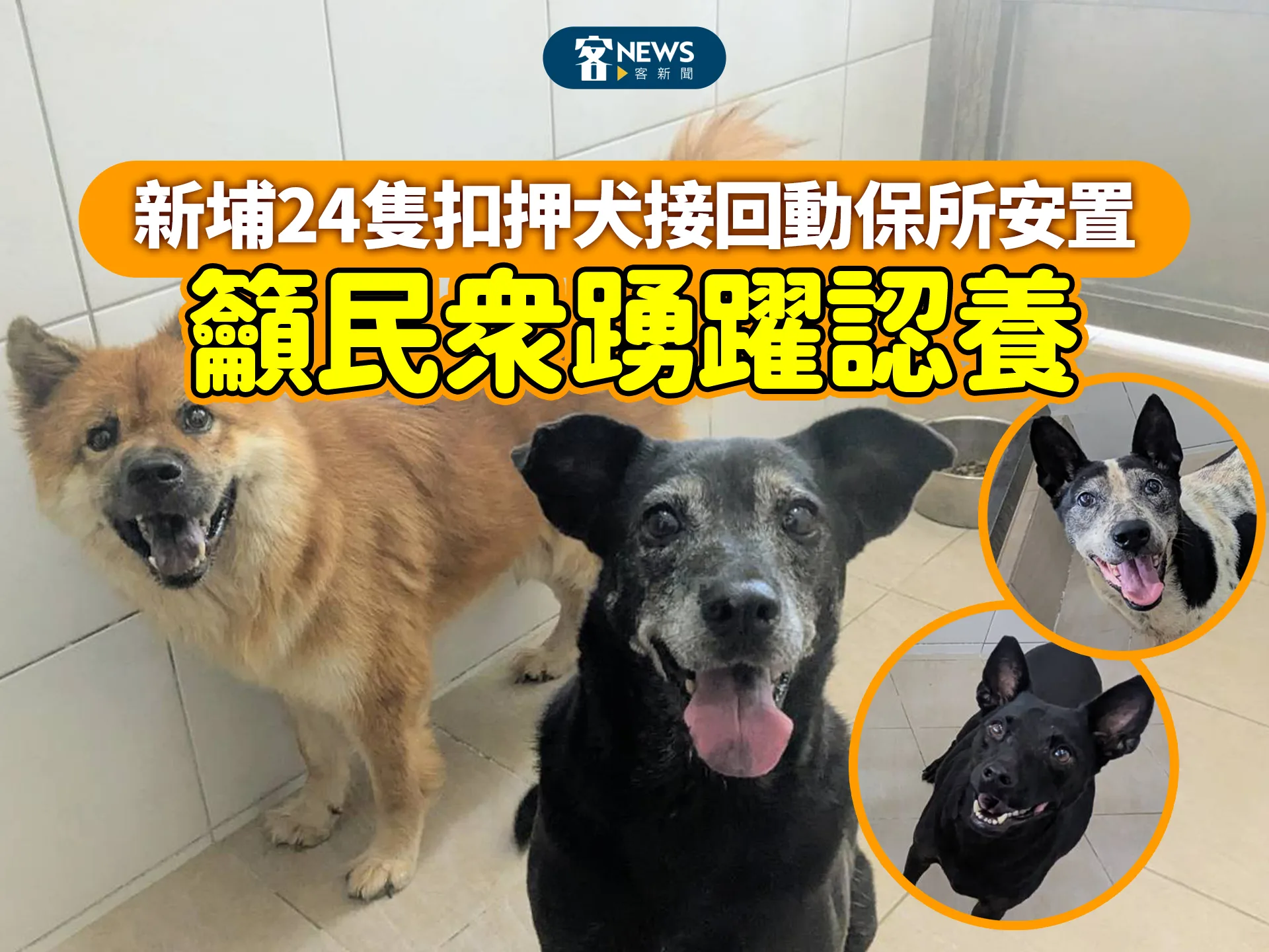 新埔24隻扣押犬接回動保所安置　籲民眾踴躍認養's story cover image