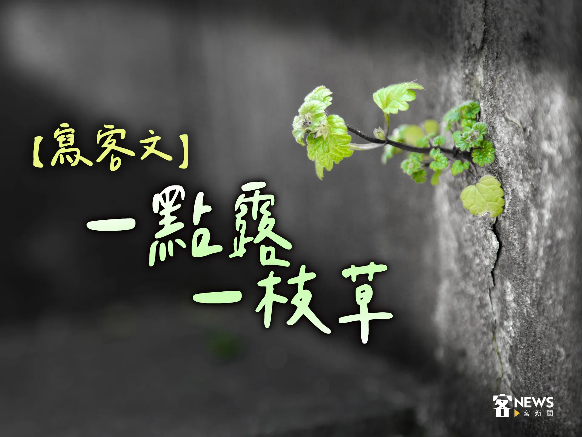 【寫客文】一點露一枝草's story cover image