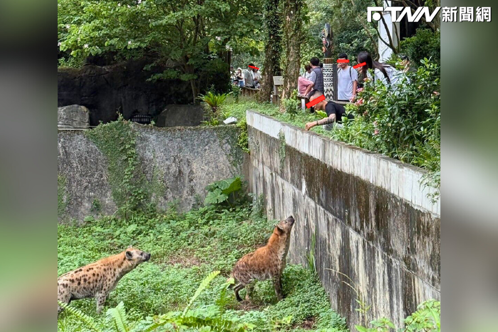 刺青男闖動物園鬣狗區「伸手挑釁」！網怒轟：89公猴自以為帥　動物園要告了