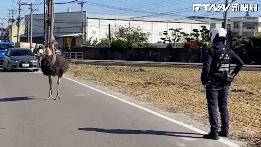 影／人鳥大戰！ 烏日鴕鳥「偷溜逛大街」 與警察對峙 畫面曝光！