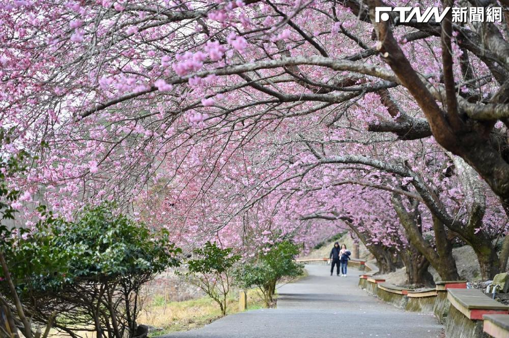 武陵農場開花延遲！交管延長至3月2日　總量管制6000人、未持通行證「禁入」