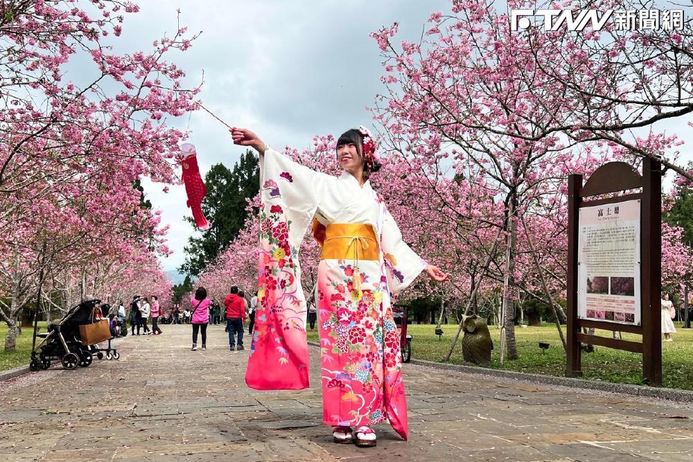 上山賞花注意！阿里山8日起逢假日交通管制　「小客車禁行」得改搭接駁車