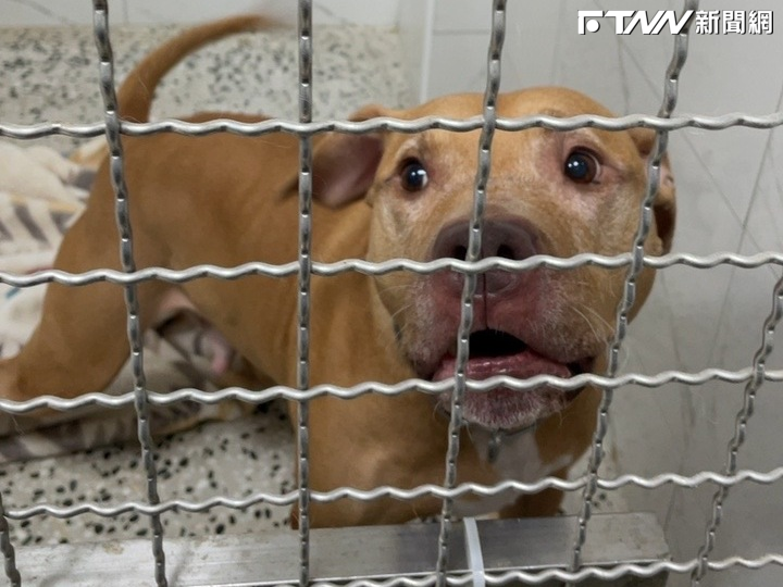 比特犬連咬2人！飼主是前上市公司董座　遭控詐欺欠債「養狗防身」本人駁斥