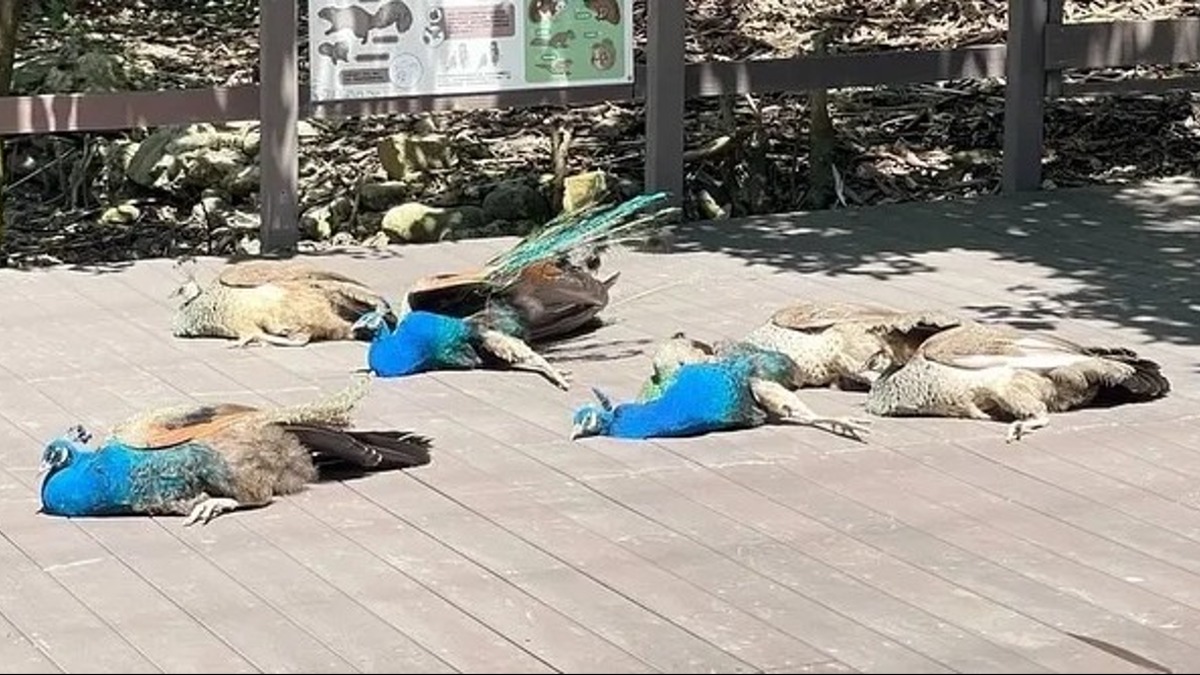 一堆孔雀倒地不起！遊客嚇傻通報 壽山動物園急發聲