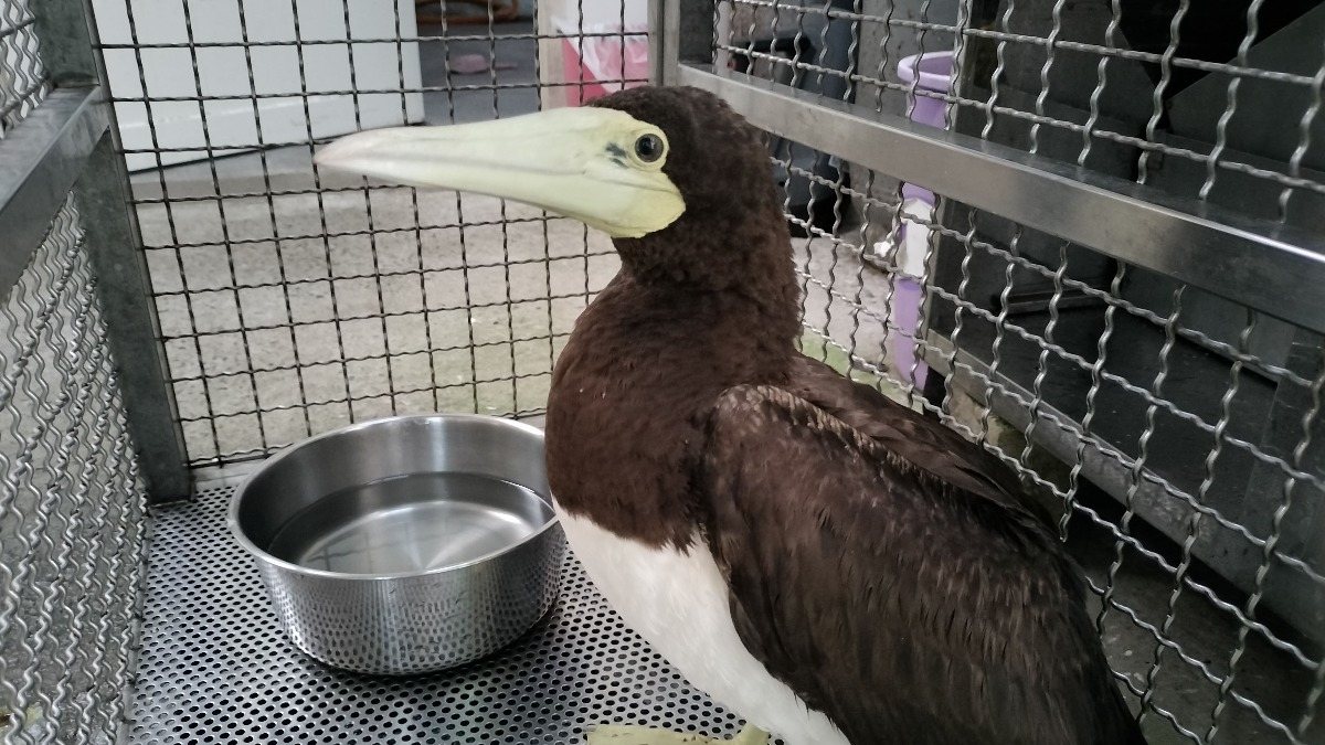 「餓」的迫降！白腹鰹鳥現身石門國小 呆萌模樣引師生圍觀