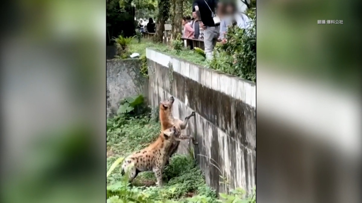 扯！遊客擅闖斑點鬣狗園區餵食 北市立動物園：依法究辦