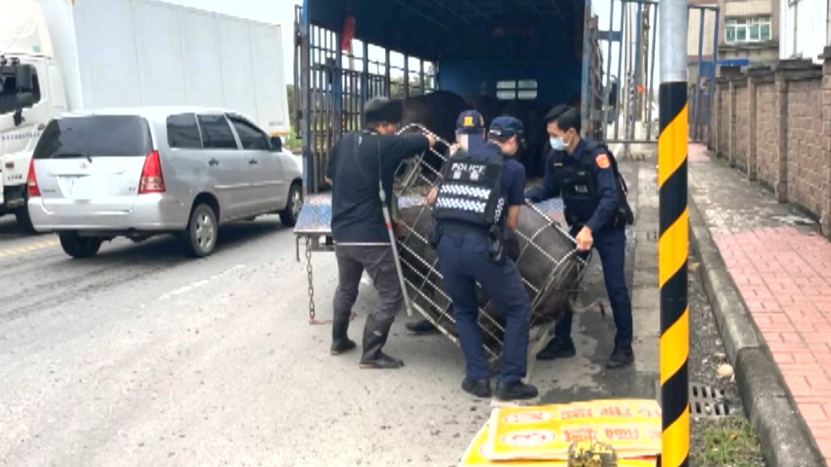 200斤大黑豬掉落！疑貨車門沒關好 養豬業者急找豬