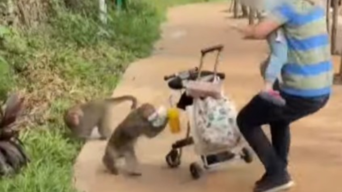 以為是美食餐車！獼猴搶娃娃車害爸爸抱小孩跌倒