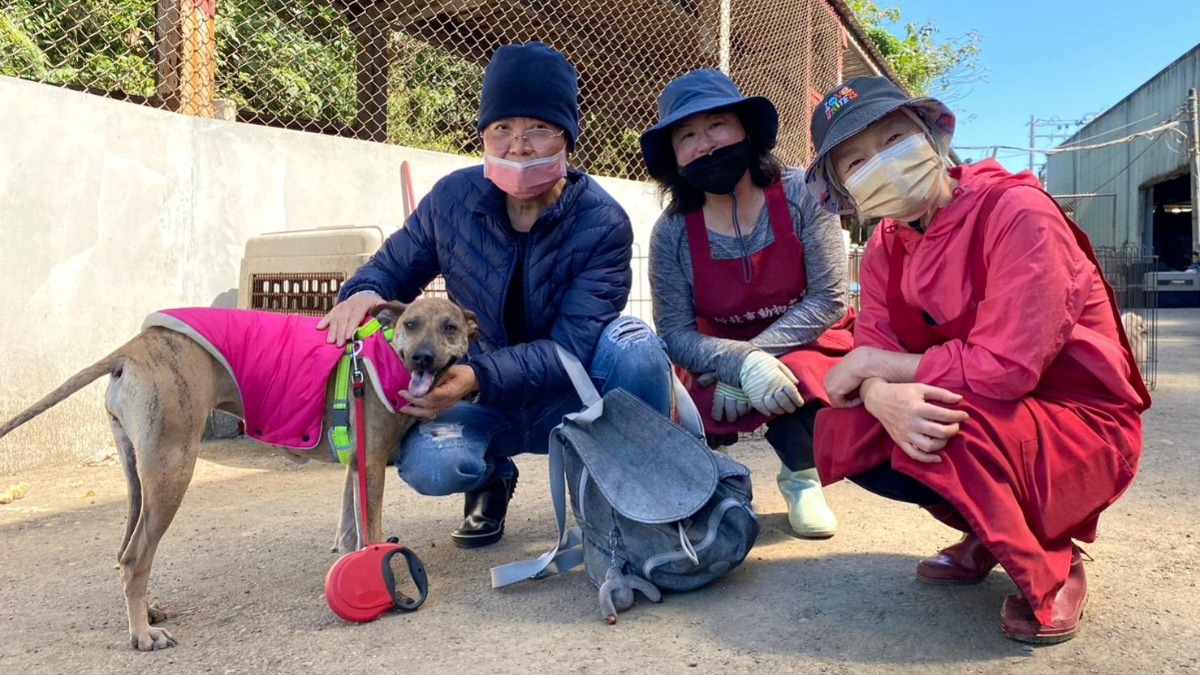 認養無國界！浪浪在淡水動物之家遇到愛 成加州小公主