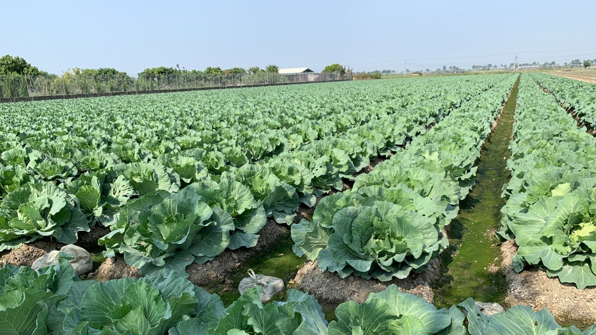 颱風吹漲菜價！明起連10天量販超市推「優惠專區」