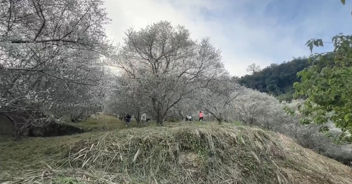 免費賞梅秘境！ 苗栗百株梅花「爆開」 白雪山坡超浪漫