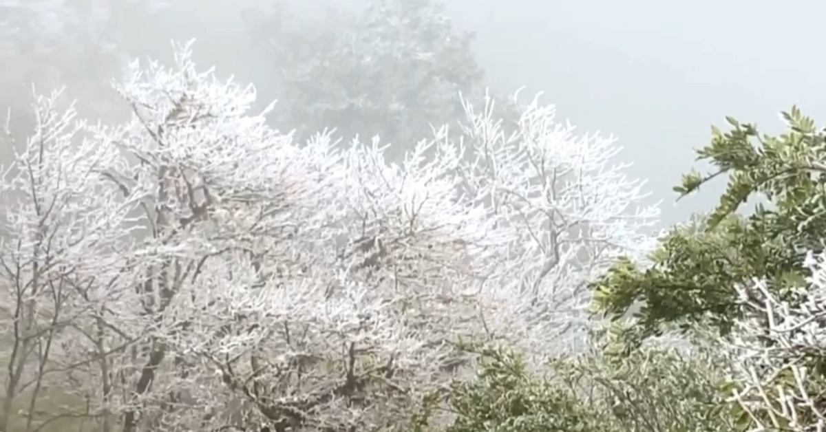 超美！ 太平山清晨低溫降至-1°C 樹木山林結霧淞