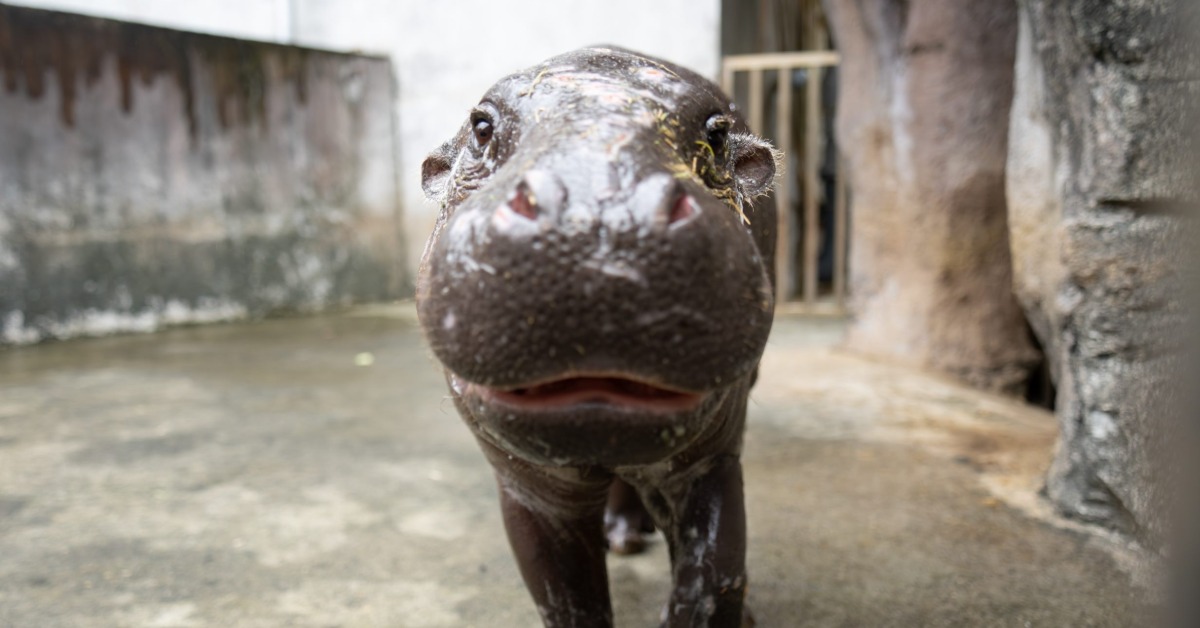 多圖／侏儒河馬台北動物園也有！明正式亮相 綽號超萌