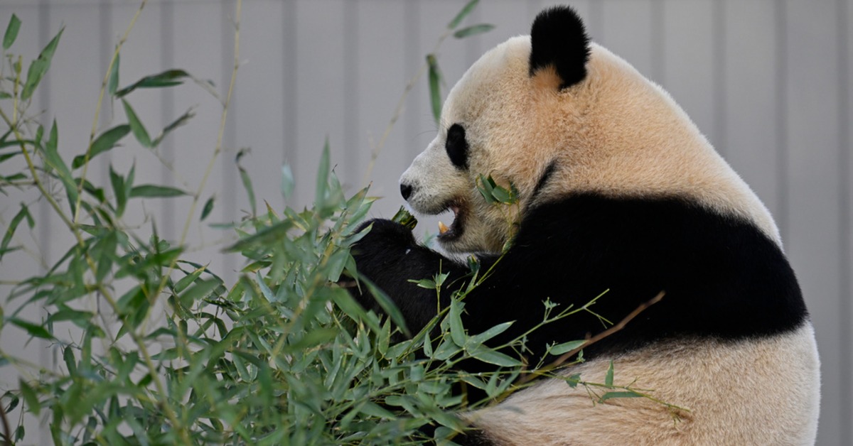 華府動物園2大貓熊 寶力、青寶正式亮相