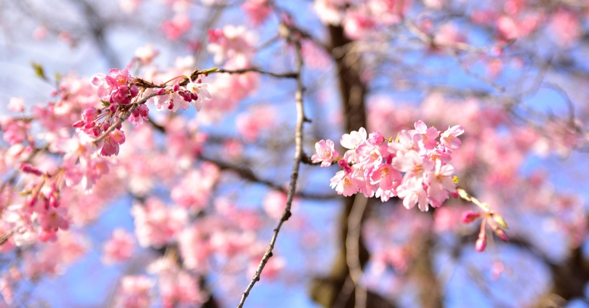 日本賞櫻預測時間來了！ 東京3／22綻放粉色花海