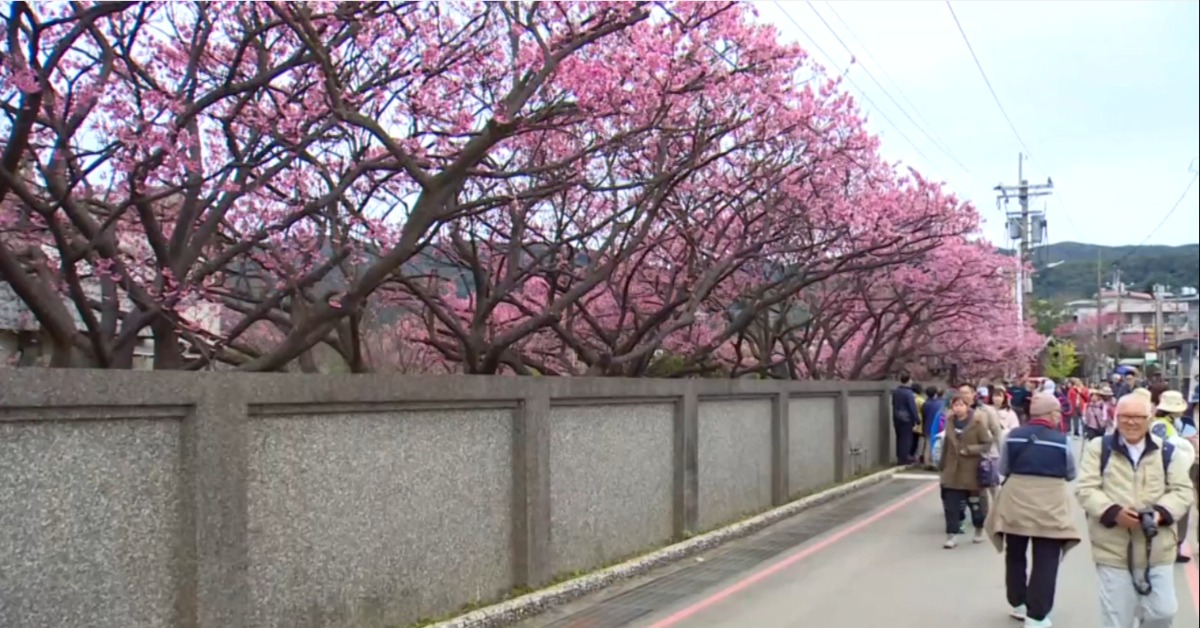 「粉紅浪漫」來襲！ 陽明山平菁街櫻花盛開民眾瘋賞櫻