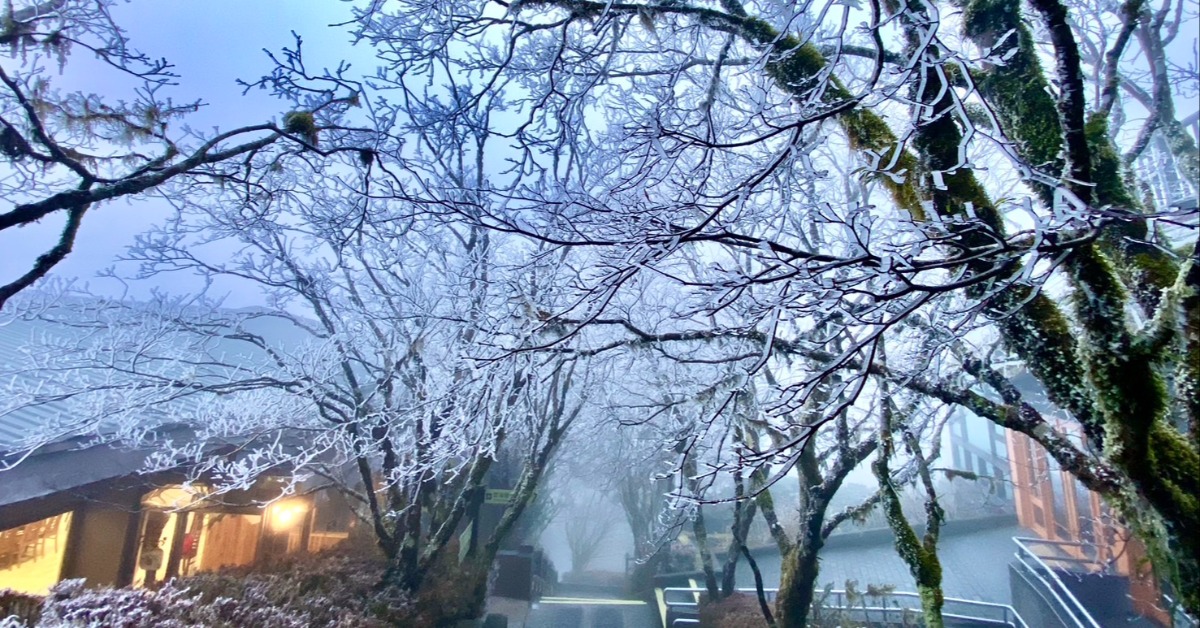 太平山變冰雪奇緣！低溫凍結樹葉 夢幻美景曝光