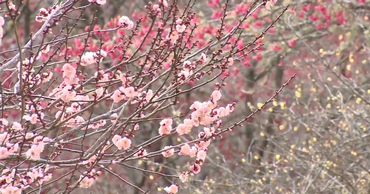 武陵農場櫻花季開跑 桃紅「山櫻花」開7成美翻