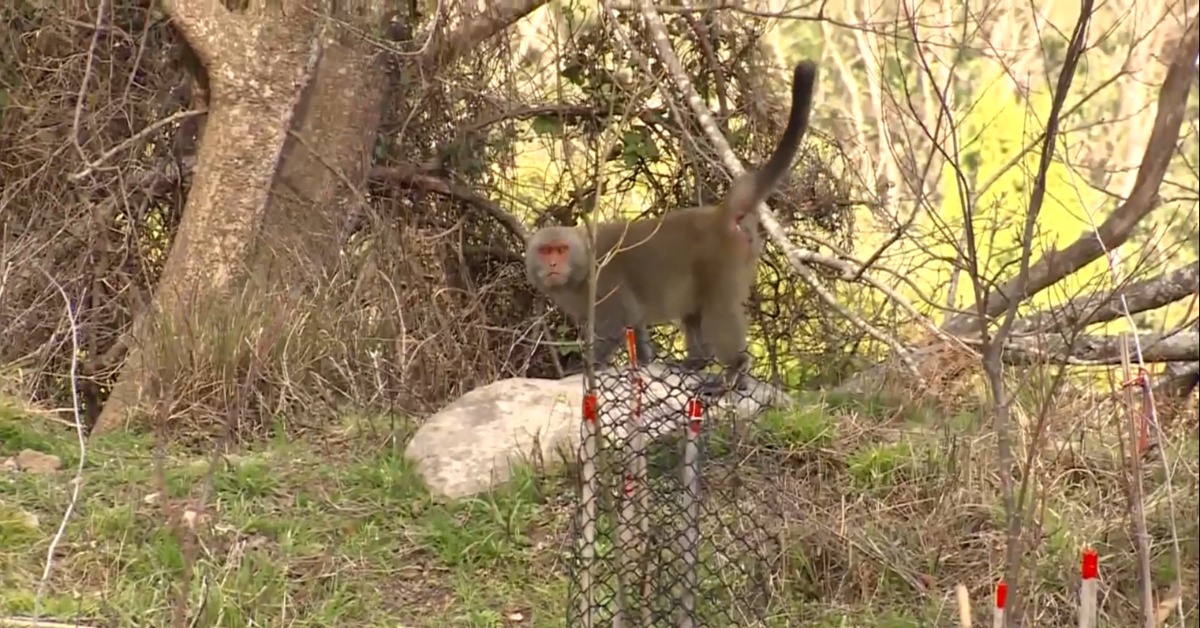 獨家／武陵農場「獼猴搶食」！ 巡護隊射漆彈驅趕