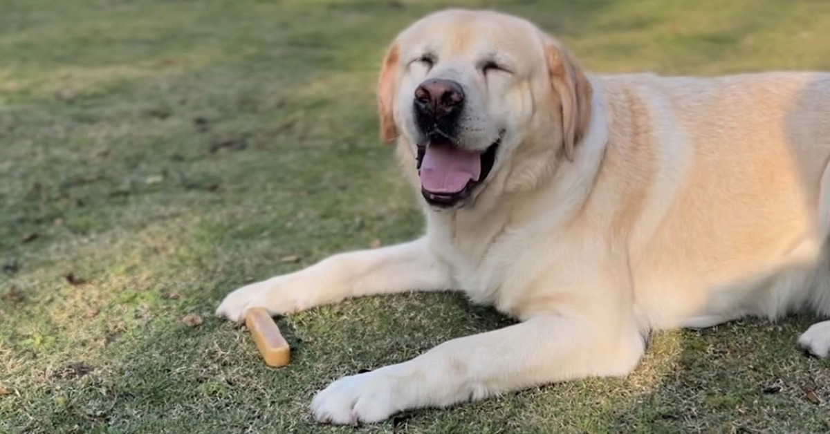 退役警犬「福星」有福了！新北動保獻禮 保障健康快樂退休生活