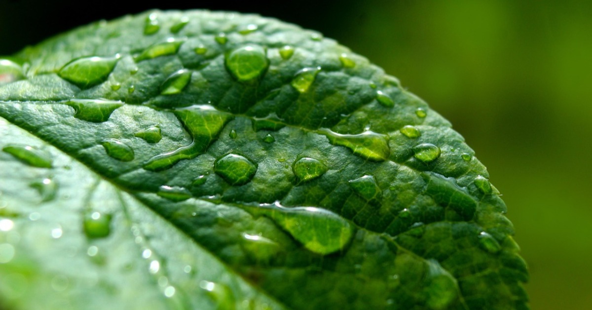 「雨水」到 ！3生肖財運大噴發 雞猴走桃花