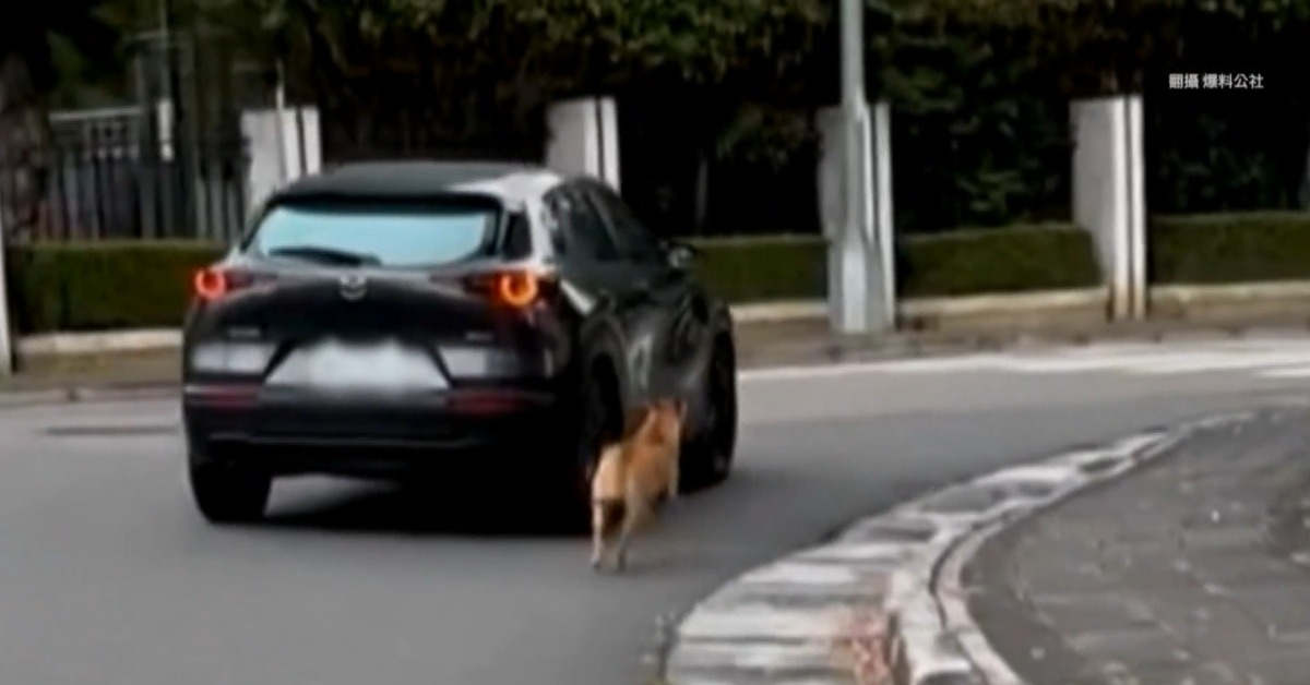 小黃狗一路追車跑 飼主稱「遛狗」挨轟太危險！