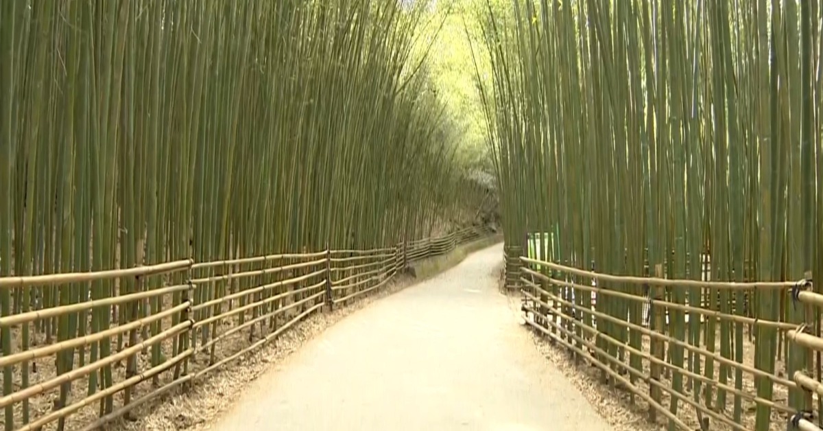 獨家／苗栗竹林秘境超夯！ 遊客拍美照 嗨喊：秒到日本京都