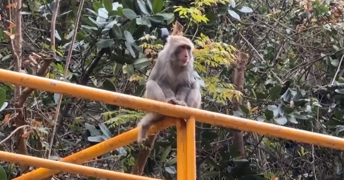 柴山獼猴好學不倦？闖微積分課搶學生早餐