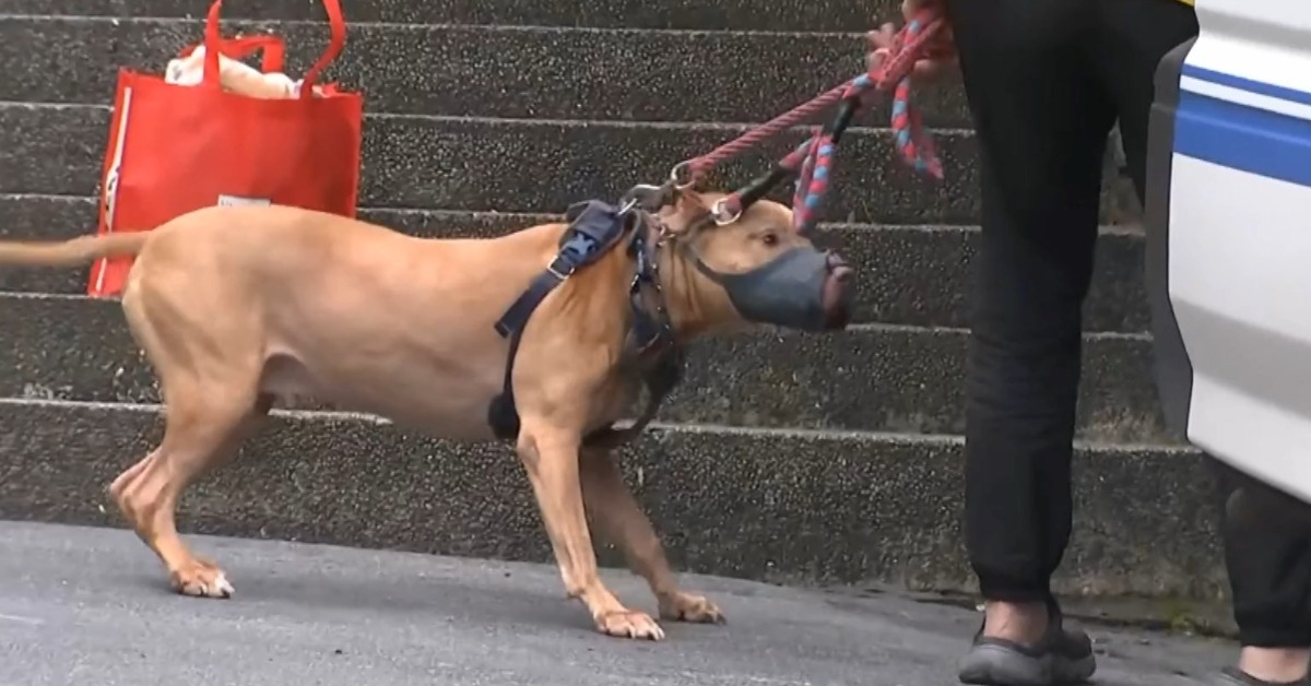 比特犬Lucky飼主遭起底是「上市公司董座」 本人回應了