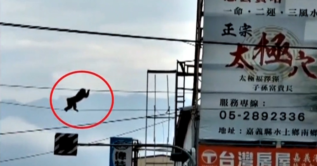 表演馬戲？猴「走」電纜過馬路網笑翻：身懷絕技's story cover image