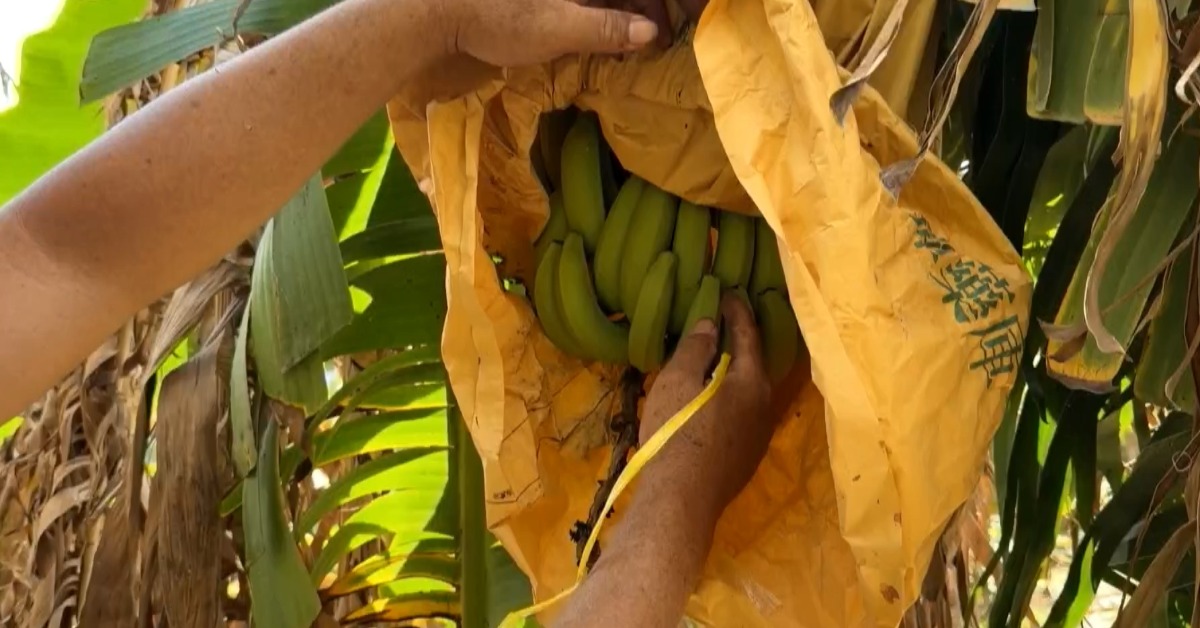 颱風逼近！台東搶收二期稻 蕉農請人忙採收's story cover image