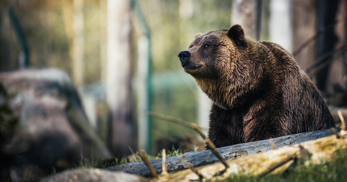 熊襲民宅、猴亂山村！日本各地野生動物頻闖住宅區