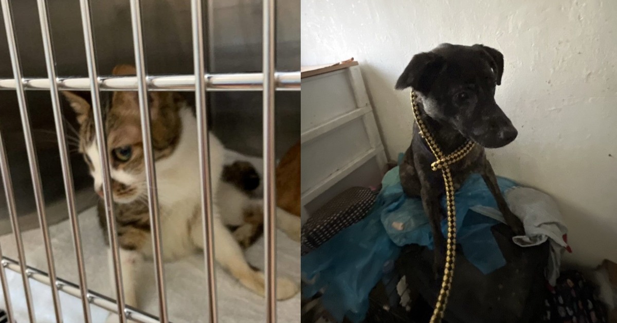 丟垃圾被抓包！1大9小貓屍被找到 女飼主否認虐待's story cover image