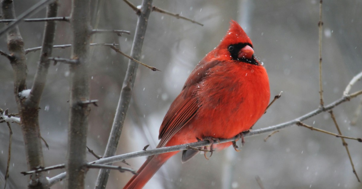 大雪後4生肖迎年底強運！財運走旺 再獲貴人加持's story cover image
