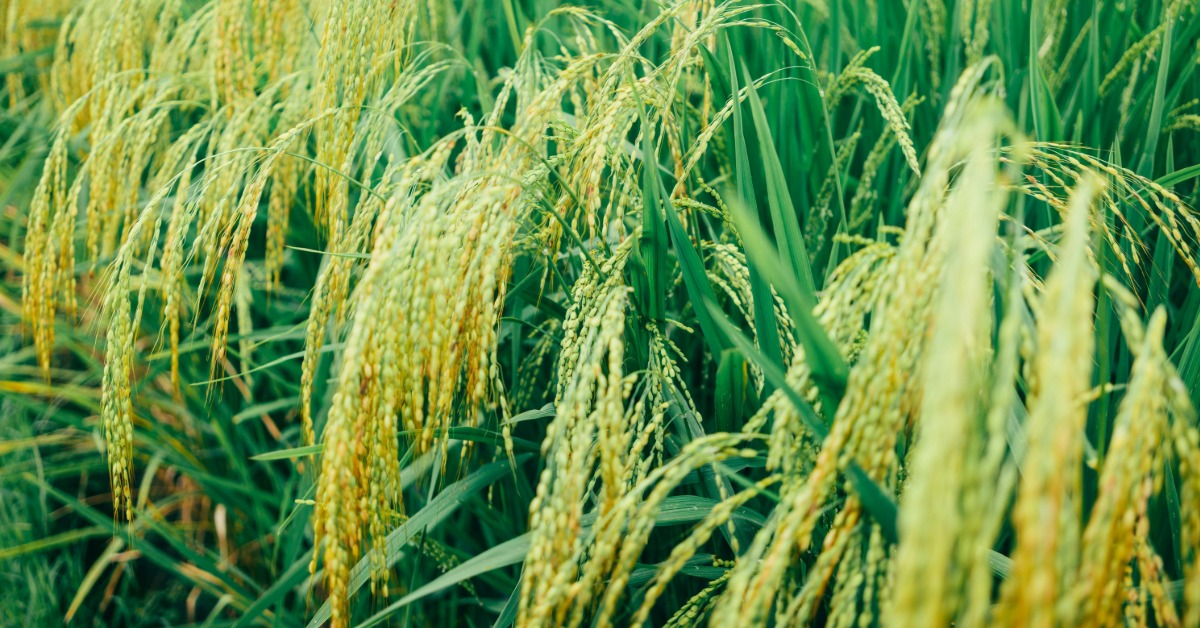 恐怖！印度少女手腳遭綁、嘴被堵 稻田內慘遭4男侵犯's story cover image