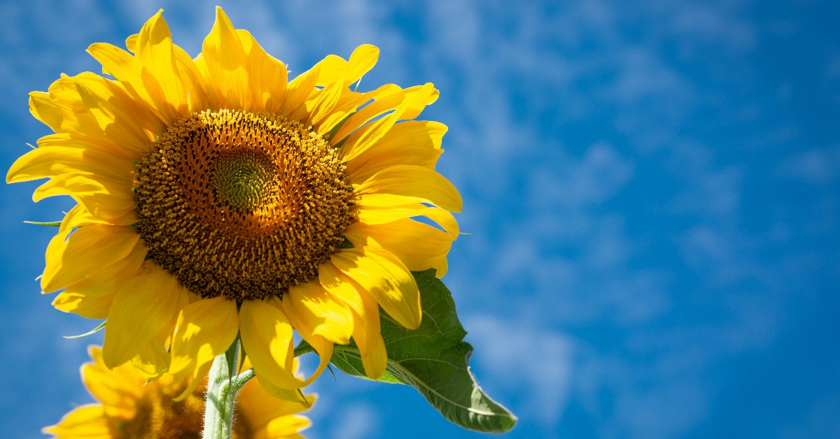 立春後不愁吃穿！「3生肖」正橫財一把抓 準備翻身's story cover image