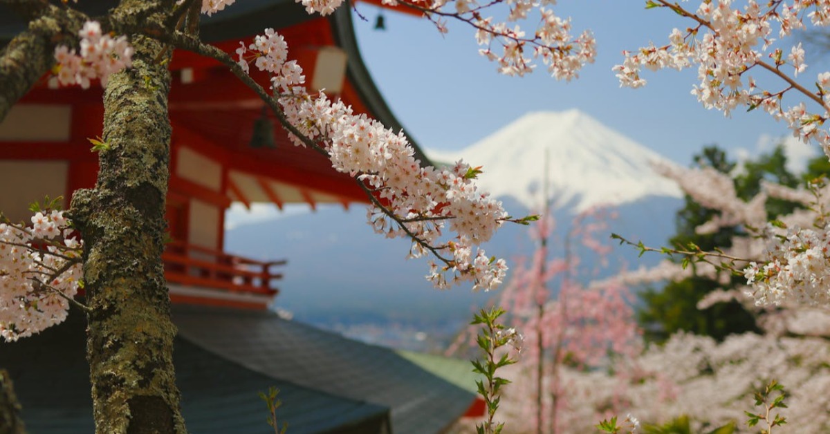 不敵觀光公害！日櫻花祭10年來首度取消！'s story cover image